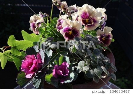 フリルパンジーと葉牡丹の寄せ植え フリルパンジーと葉牡丹の寄せ植え 134623497
