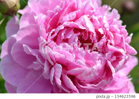 豪華なピンクの芍薬 豪華なピンクの芍薬 134623596