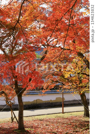 奈良公園　東大寺境内　紅葉風景 134623832