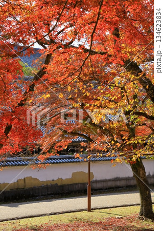 奈良公園　東大寺境内　紅葉風景 134623834