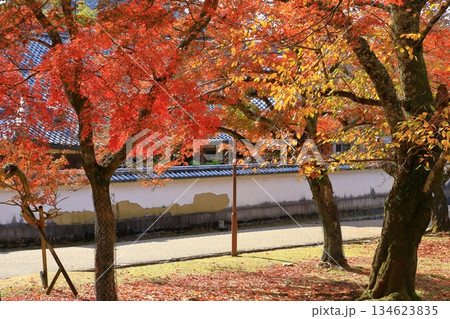 奈良公園　東大寺境内　紅葉風景 134623835