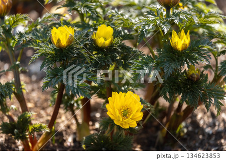 春の訪れを告げる福寿草 134623853