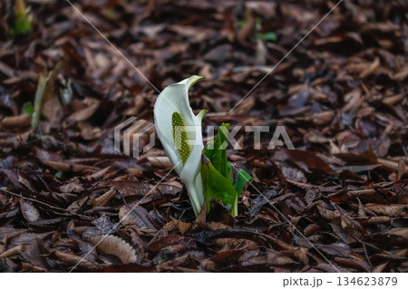 春の訪れを告げるミズバショウ 134623879