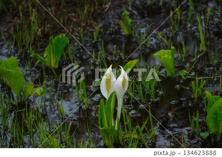 春の訪れを告げるミズバショウ 134623888