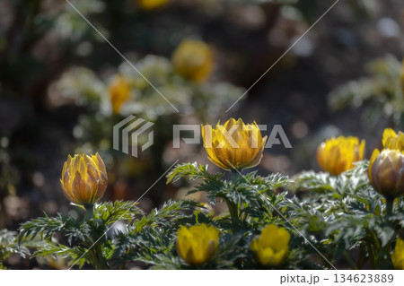 春の訪れを告げる福寿草 134623889