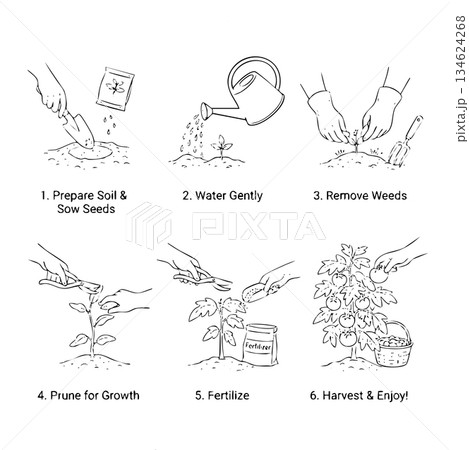 A series of steps for planting a garden A series of steps for planting a garden 134624268