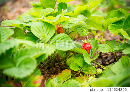 Fresh organic strawberry fruit with natural green leaves Fresh organic strawberry fruit with natural green leaves 134624296
