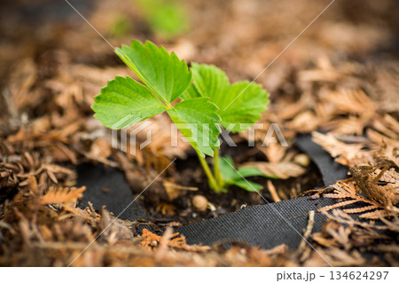 Young strawberry seedling growing through garden soil mulch Young strawberry seedling growing through garden soil mulch 134624297