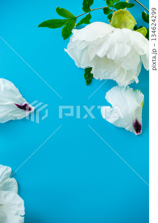 Elegant white peony with empty space for text Elegant white peony with empty space for text 134624299
