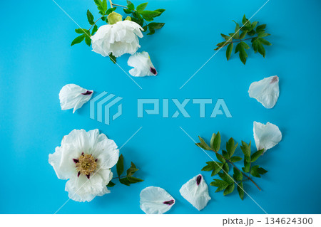 Elegant white peony with empty space for text Elegant white peony with empty space for text 134624300