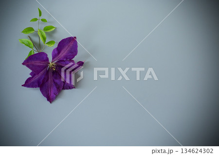Single purple clematis flower from above with grey background Single purple clematis flower from above with grey background 134624302