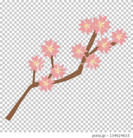 Illustration of a branch of cherry blossoms in full bloom. Spring scenery and cherry blossom viewing design material. Illustration of a branch of cherry blossoms in full bloom. Spring scenery and cherry blossom viewing design material. 134624633