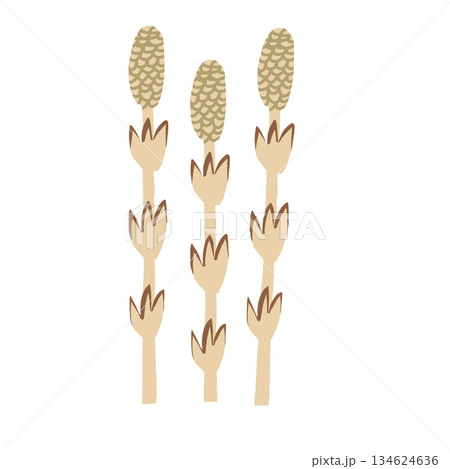 春の訪れ つくし(土筆)のシンプルなイラスト素材 春の訪れ つくし(土筆)のシンプルなイラスト素材 134624636