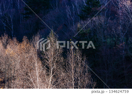 冬枯れの林 冬枯れの林 134624759