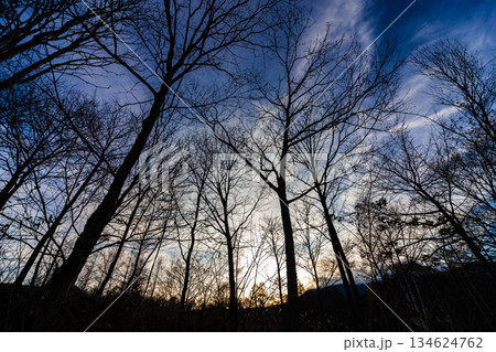冬枯れの林 134624762
