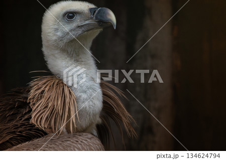 Simple Portrait of Griffon vulture, Gyps fulvus 134624794