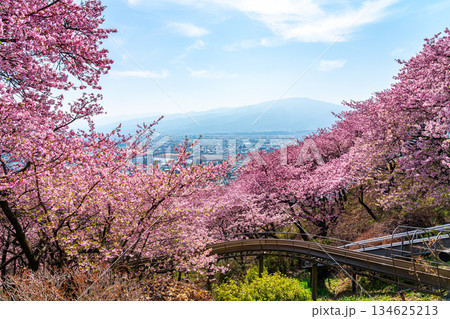 【神奈川県】松田山から見る河津桜と街並み 【神奈川県】松田山から見る河津桜と街並み 134625213