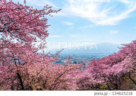 【神奈川県】松田山から見る河津桜と街並み 【神奈川県】松田山から見る河津桜と街並み 134625216