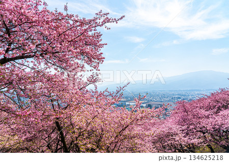【神奈川県】松田山から見る河津桜と街並み 【神奈川県】松田山から見る河津桜と街並み 134625218