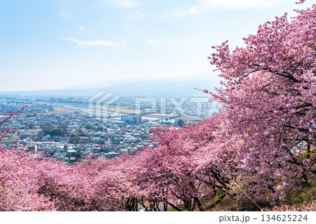 【神奈川県】松田山から見る河津桜と街並み 【神奈川県】松田山から見る河津桜と街並み 134625224