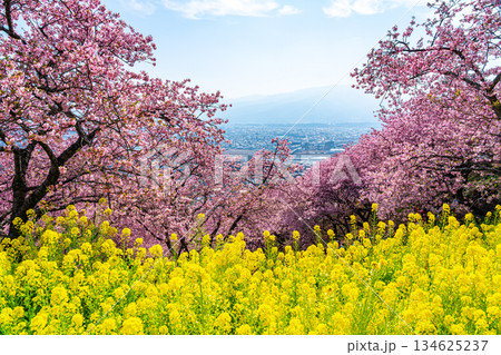 【神奈川県】松田山に鮮やかに咲く河津桜と菜の花畑 【神奈川県】松田山に鮮やかに咲く河津桜と菜の花畑 134625237