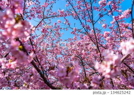 【神奈川県】松田山に鮮やかに咲く河津桜 134625242