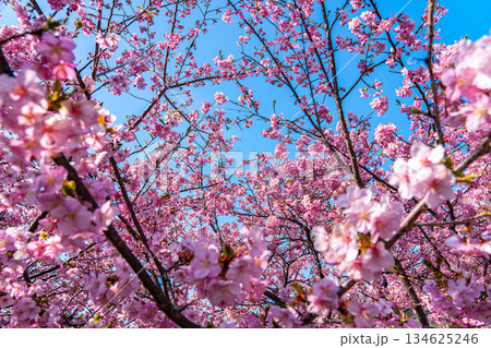 【神奈川県】松田山に鮮やかに咲く河津桜 【神奈川県】松田山に鮮やかに咲く河津桜 134625246