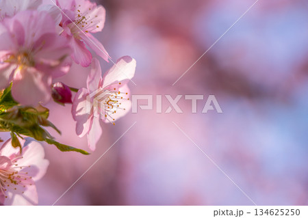 【神奈川県】松田山に鮮やかに咲【神奈川県】松田山に鮮やかに咲く河津桜く河津桜 134625250