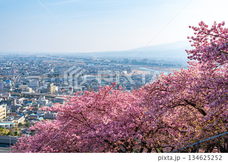 【神奈川県】松田山から見る河津桜と街並み 134625252