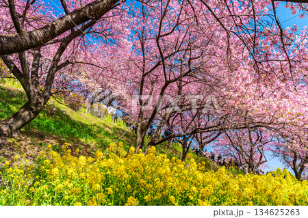 【神奈川県】松田山に鮮やかに咲く河津桜と菜の花畑 134625263