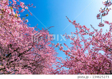 【神奈川県】松田山に咲く鮮やかな河津桜と青空 【神奈川県】松田山に咲く鮮やかな河津桜と青空 134625273