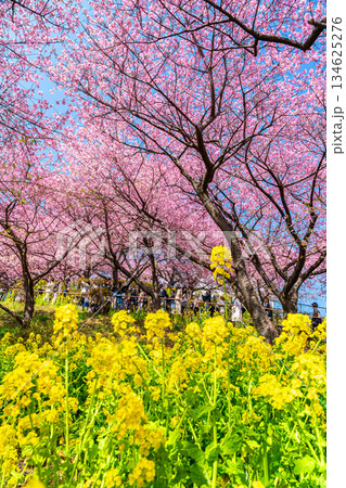 【神奈川県】松田山に鮮やかに咲く河津桜と菜の花畑 134625276