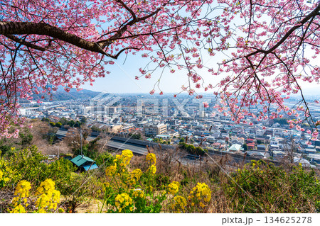 【神奈川県】松田山から見る河津桜と街並み 134625278