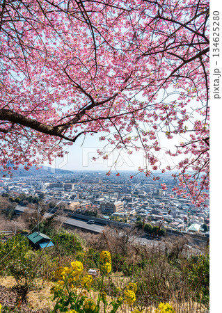 【神奈川県】松田山から見る河津桜と街並み 【神奈川県】松田山から見る河津桜と街並み 134625280