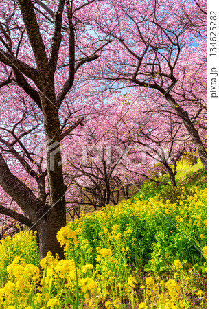 【神奈川県】松田山に鮮やかに咲く河津桜と菜の花畑 134625282