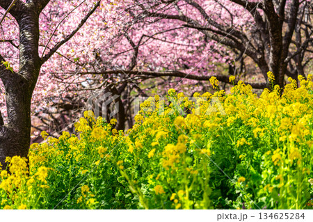 【神奈川県】松田山に鮮やかに咲く河津桜と菜の花畑 134625284