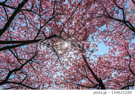 【神奈川県】松田山に鮮やかに咲く河津桜 【神奈川県】松田山に鮮やかに咲く河津桜 134625289