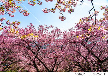 【神奈川県】松田山に鮮やかに咲く河津桜 134625291