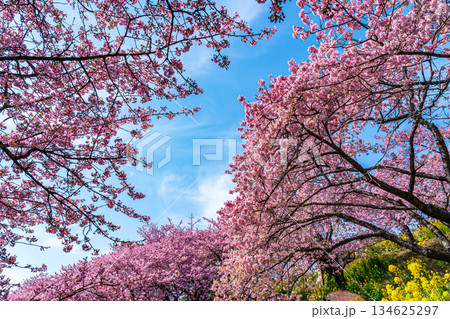 【神奈川県】松田山に鮮やかに咲く河津桜 【神奈川県】松田山に鮮やかに咲く河津桜 134625297