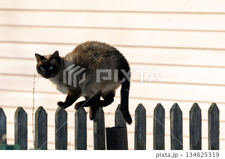 Siamese cat sits on a fence against the backdrop of a house. 134625319