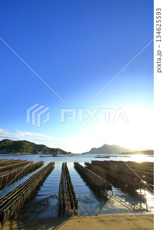 穏やかな江田島の海に育つ牡蠣(広島県) 134625593