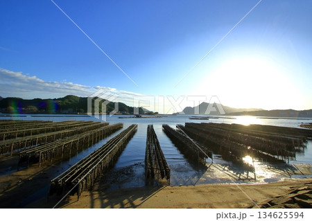 穏やかな江田島の海に育つ牡蠣(広島県) 穏やかな江田島の海に育つ牡蠣(広島県) 134625594