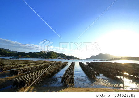 穏やかな江田島の海に育つ牡蠣(広島県) 134625595