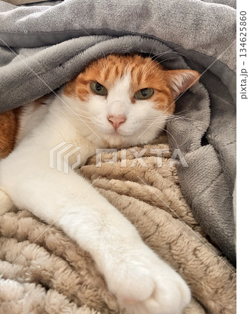 眠たい猫 134625860