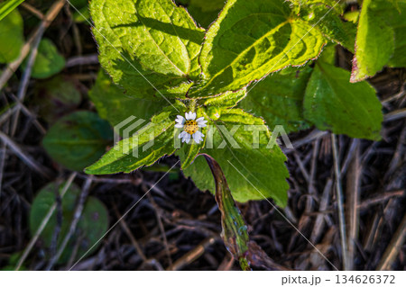 ひっそりと咲くハキダメギクの白い花 134626372