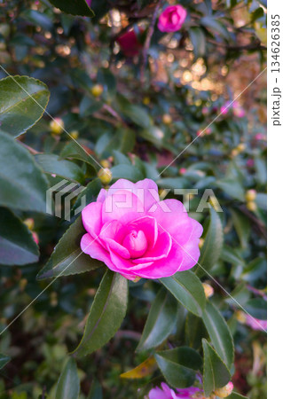 オトメサザンカのピンクの花 オトメサザンカのピンクの花 134626385