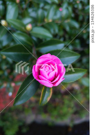 オトメサザンカのピンクの花 134626386