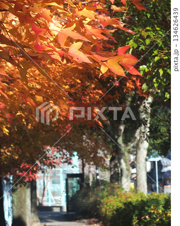 日ざしを浴びたタイワンフウ（紅葉した葉っぱをつけた台湾楓） 134626439