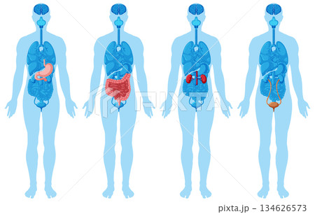 Human Body Organ Systems Medical Vector Illustration Set 134626573