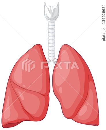 Human Lungs and Trachea Vector Medical Illustration 134626624